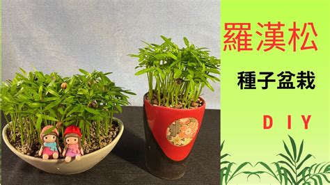 羅漢松 種植|魅力無窮的羅漢松種子盆栽：從種植到養護的全指南